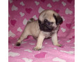 mops-stenad-na-prodaju-small-1