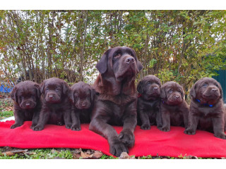 Labrador retriver čokoladni štenci