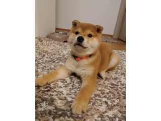 Shiba inu stenci povoljno