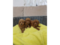 mini-pudlice-small-0
