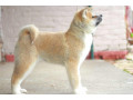 akita-inu-small-1