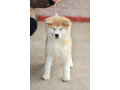 akita-inu-small-4