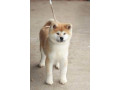 akita-inu-small-3