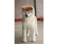 akita-inu-small-2