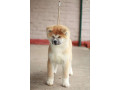 akita-inu-small-0