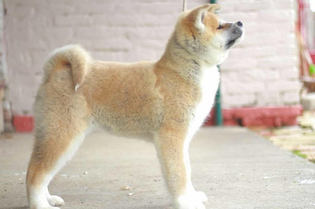 akita-inu-big-1