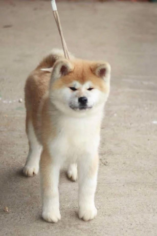 akita-inu-big-3