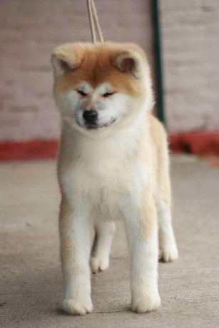 akita-inu-big-2