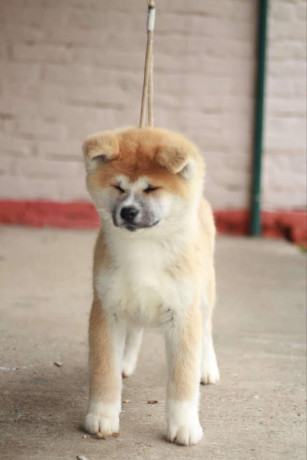 akita-inu-big-0
