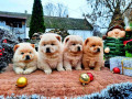 chow-chow-cau-cau-small-3