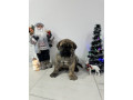 preca-canario-kanarska-doga-stenci-small-4