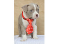 american-bully-pocket-small-2