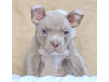 american-bully-pocket-small-4