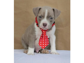 American bully pocket !