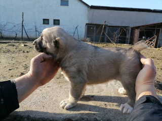 Srednjeazijski ovčar !