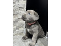 cane-corso-stenaci-small-0