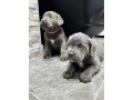 cane-corso-stenaci-small-2