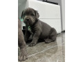 cane-corso-stenaci-small-4