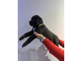 cane-corso-stenaci-small-3