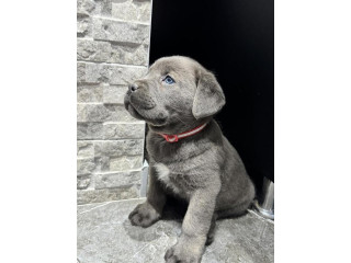 Cane Corso štenaci