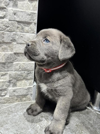 cane-corso-stenaci-big-0