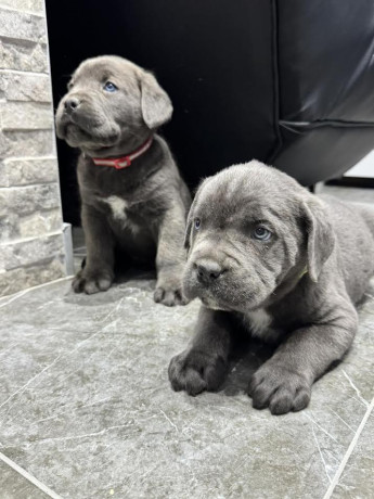 cane-corso-stenaci-big-2