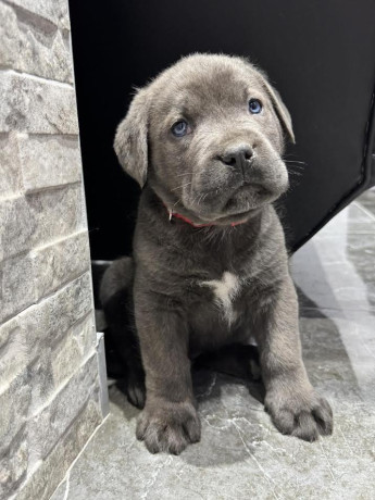 cane-corso-stenaci-big-1