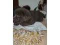 cokoladni-stenci-labrador-retriver-small-3