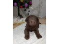 cokoladni-stenci-labrador-retriver-small-2