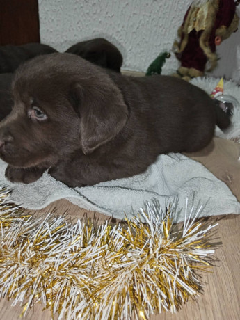 cokoladni-stenci-labrador-retriver-big-3