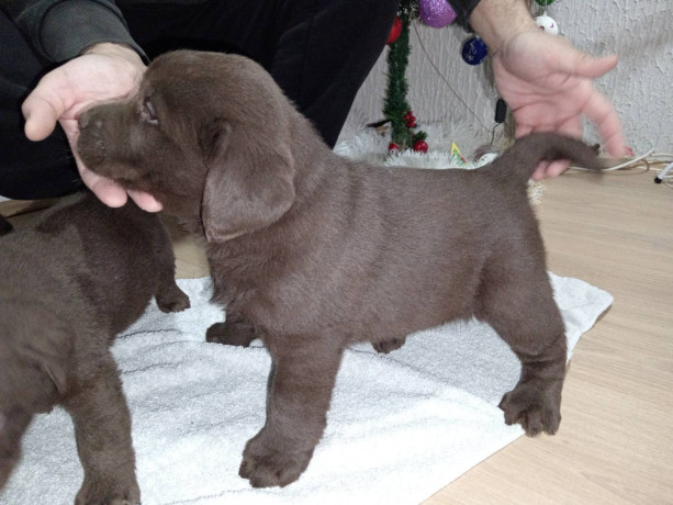 cokoladni-stenci-labrador-retriver-big-1