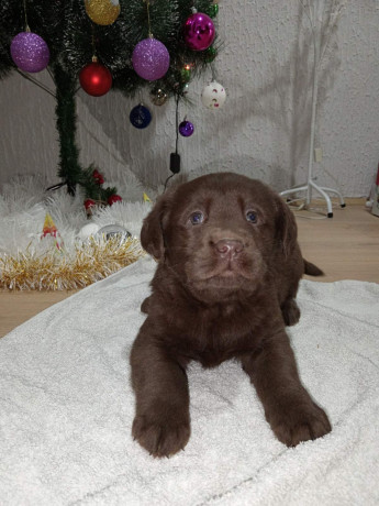 cokoladni-stenci-labrador-retriver-big-2