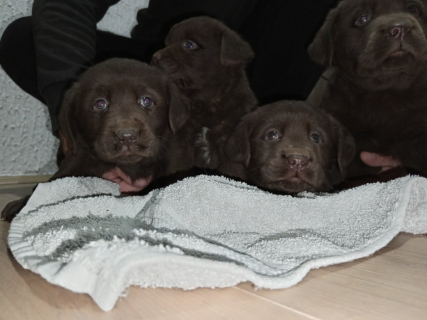 cokoladni-stenci-labrador-retriver-big-4