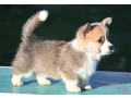 velski-korgiwelsh-corgi-pembroke-small-1