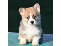 velski-korgiwelsh-corgi-pembroke-small-0