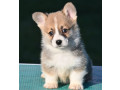 velski-korgiwelsh-corgi-pembroke-small-2