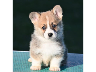 Velski korgi/Welsh Corgi Pembroke