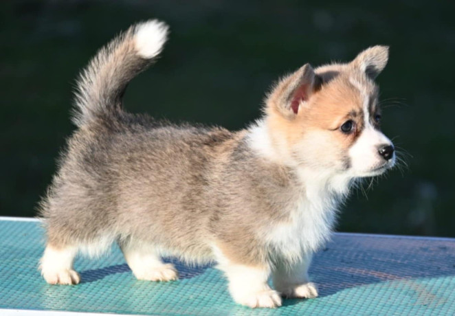 velski-korgiwelsh-corgi-pembroke-big-1