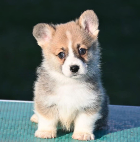 velski-korgiwelsh-corgi-pembroke-big-0