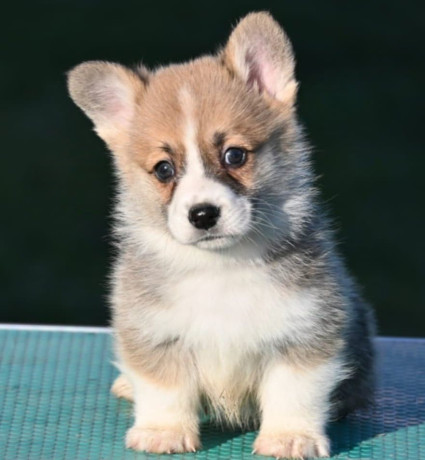 velski-korgiwelsh-corgi-pembroke-big-2