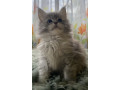 maine-coon-macici-small-3