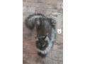 maine-coon-macici-small-2