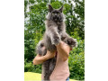 maine-coon-macici-small-1