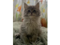 maine-coon-macici-small-4