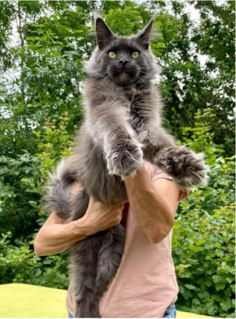 maine-coon-macici-big-1