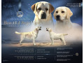 labrador-retriver-stenad-small-4