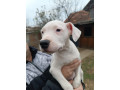 dogo-argentino-stenci-small-2