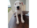 dogo-argentino-stenci-small-3