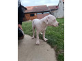 dogo-argentino-stenci-small-1