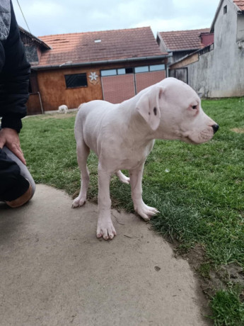 dogo-argentino-stenci-big-1